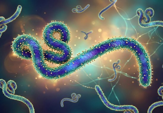 WHO Keluarkan Panduan Baru Ebola dan Marburg, Ini 5 Langkah Penting yang Bisa Menyelamatkan Nyawa Pasien